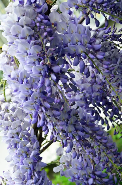 Beautiful Lilac Flowers Tree Garden — Stock Photo, Image