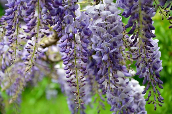 Beautiful Flowers Tree Garden — Stock Photo, Image