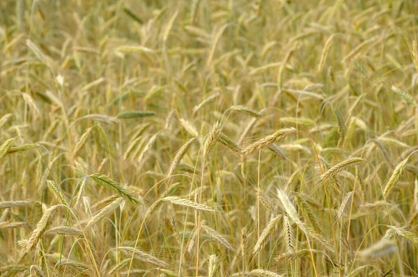 Pšeničné Pole Létě — Stock fotografie