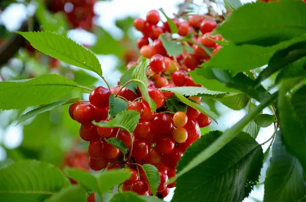 Rijpe Rode Bessen Van Boom Tuin — Stockfoto