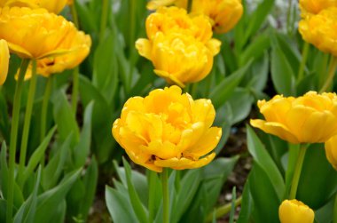 Bahçedeki güzel laleler