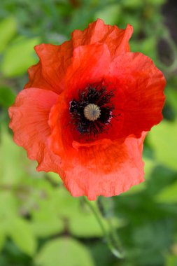 Bahçedeki güzel kırmızı gelincik çiçeği