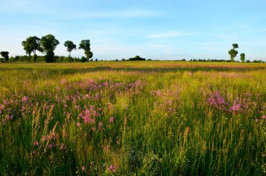 Tarlası olan güzel bir manzara.