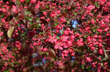 Güzel botanik fotoğrafı, doğal duvar kağıdı.