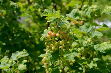 Bahçedeki çalıların üzerinde üzümlü üzümler