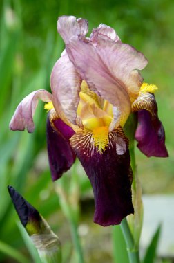 Bahçedeki güzel iris çiçeği