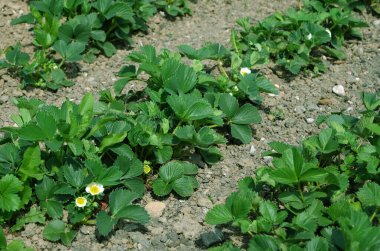Çiçeklerin yeşil yaprakları, bahçedeki çilekler
