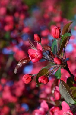 Bahçedeki güzel pembe çiçekler 
