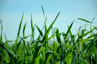 Mavi gökyüzü arkaplanlı yeşil çimen