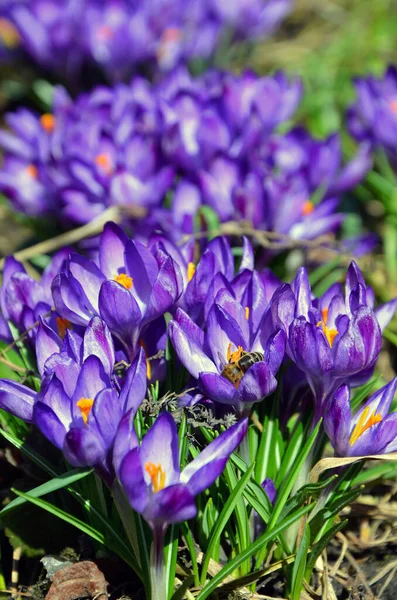 Fleurs Crocus Violet Dans Jardin — Photo