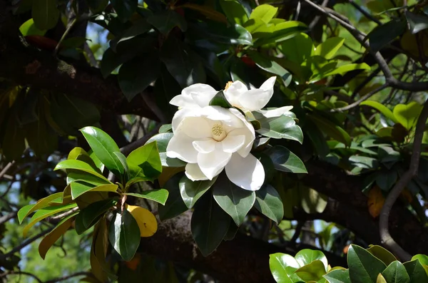 Schöne Weiße Blumen Garten — Stockfoto