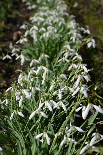 Fleurs Printanières Dans Forêt — Photo