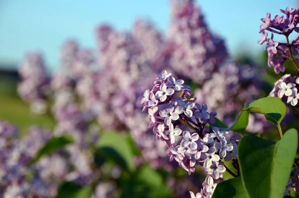 Beautiful Lilac Flowers Garden — Stock Photo, Image