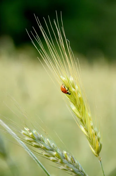 Крупный План Красивой Зеленой Пшеницы Божьей Коровки — стоковое фото