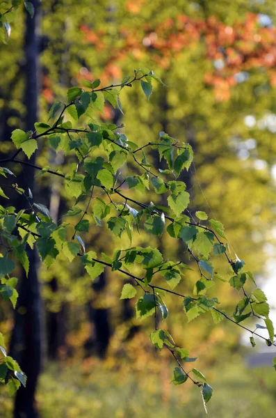 Осенние Листья Лесу — стоковое фото