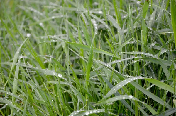 Grönt Gräs Med Daggdroppar Marken — Stockfoto