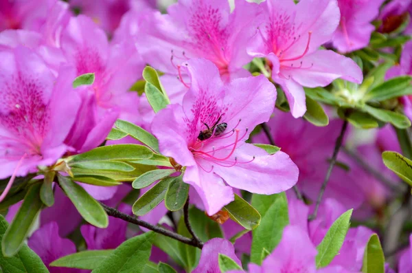 Hermosas Flores Rosadas Jardín —  Fotos de Stock