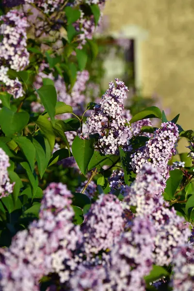 Beautiful Lilac Flowers Close — Stock Photo, Image