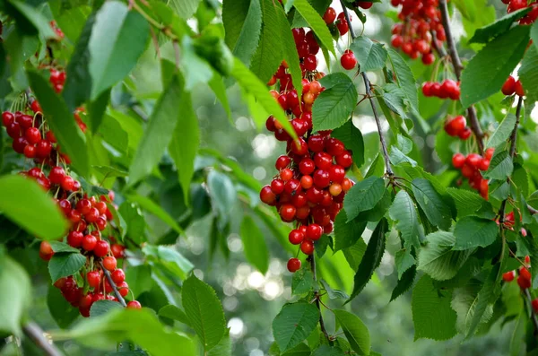Czerwone Jagody Drzewa — Zdjęcie stockowe