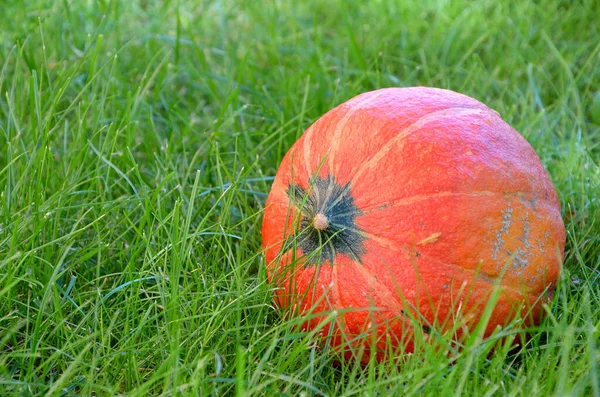 Reifer Kürbis Auf Grünem Gras — Stockfoto