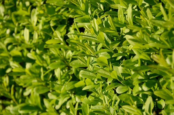 Yeşil Yapraklar Arkaplan Kapat — Stok fotoğraf
