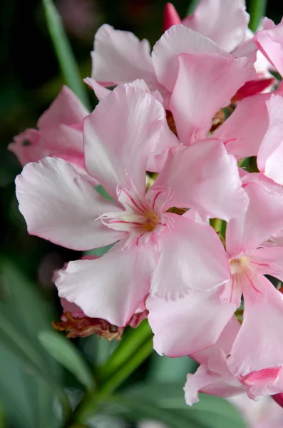 Красива Рожева Квітка Півонії Саду — стокове фото