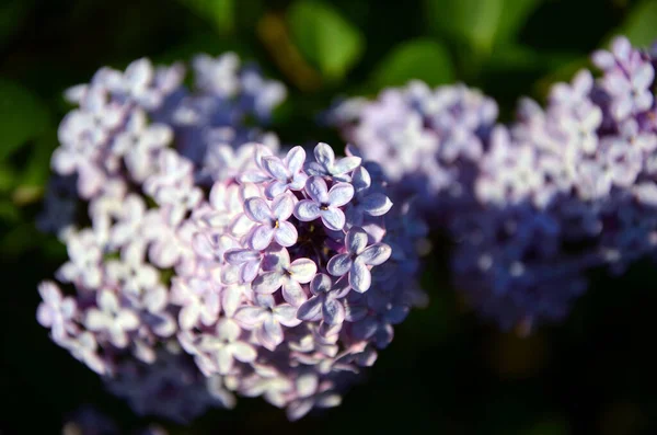 Beautiful Purple Flowers Garden — Stock Photo, Image