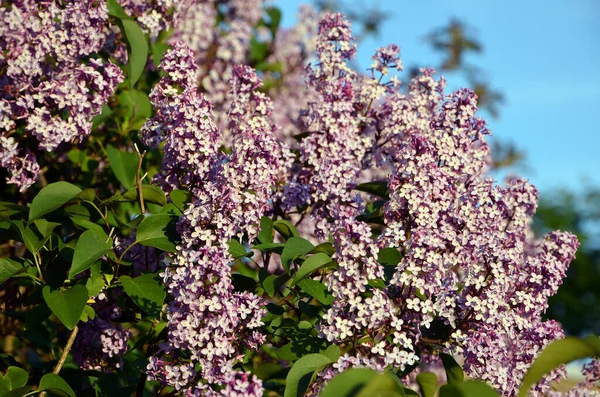 Beautiful Lilac Flowers Garden — Stock Photo, Image