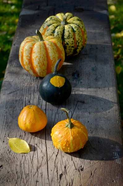 bright decorative pumpkins harvest on a wooden bench