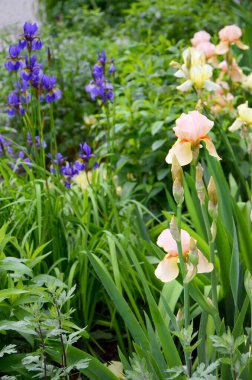 Bahçedeki güzel çiçekler