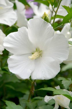 Bahçedeki güzel beyaz çiçekler