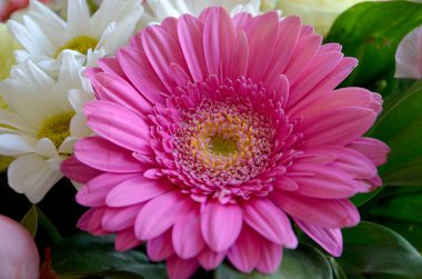 Güzel bir buket kırmızı gerbera ve çiçek buketi