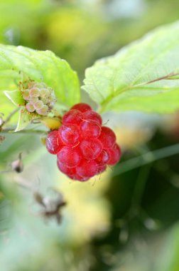 Olgun kırmızı ahududular dalda