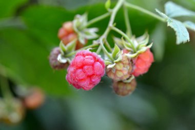 Ahududu çalısı, yeşil yapraklı ve böğürtlenli.