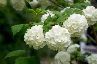 Bahçedeki beyaz ortanca çiçekleri 