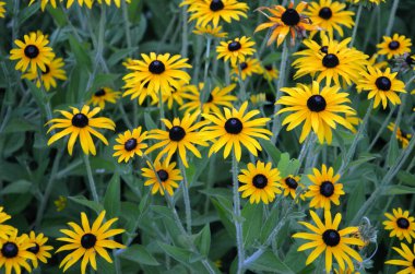 Bahçedeki güzel sarı çiçekler