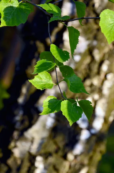 Folhas Verdes Árvore — Fotografia de Stock