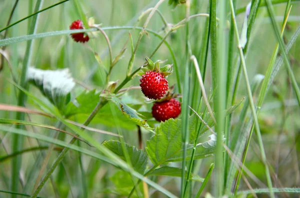 Ripe Strawberries Garden — Stock Photo, Image