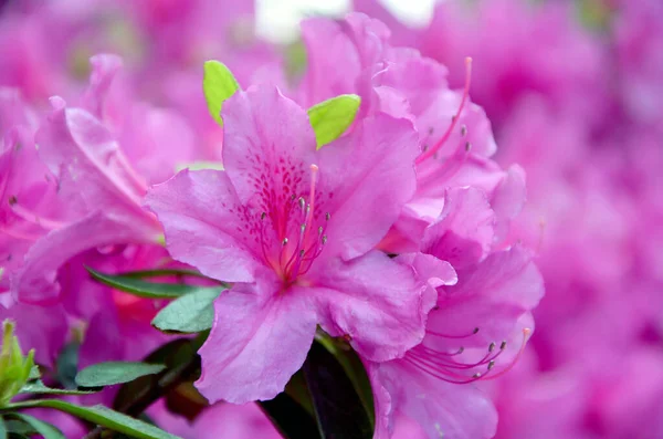 Hermosas Flores Rosadas Jardín —  Fotos de Stock