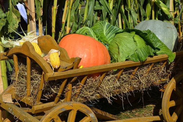 Herbsternte Kürbisse Und Gemüse Hintergrund — Stockfoto