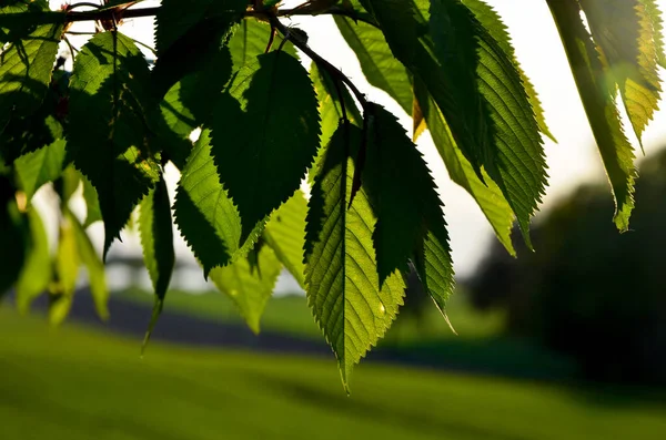 Hojas Verdes Árbol Primer Plano — Foto de Stock