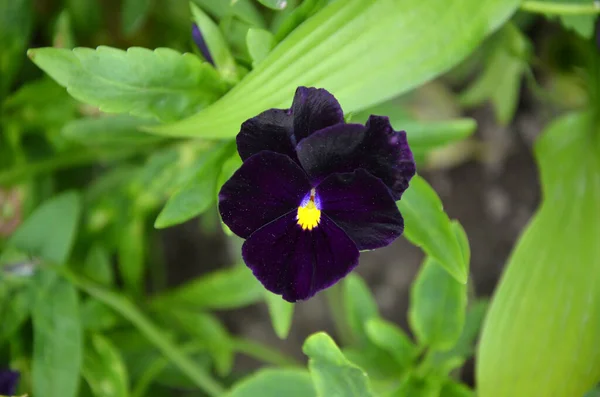 Bahçedeki güzel çiçekler