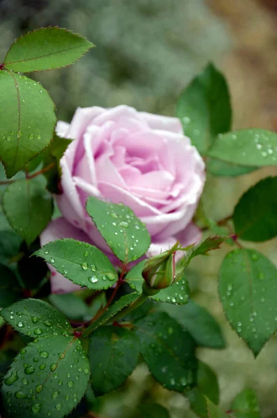 Bahçede güzel bir gül