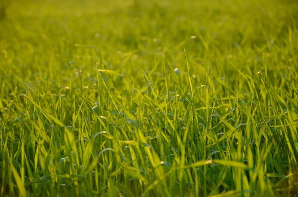 Grönt Gräs Fältet — Stockfoto