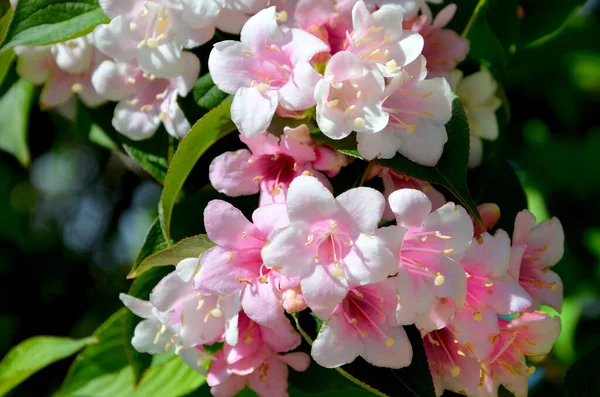 Schöne Blumen Garten Natur Frühling — Stockfoto