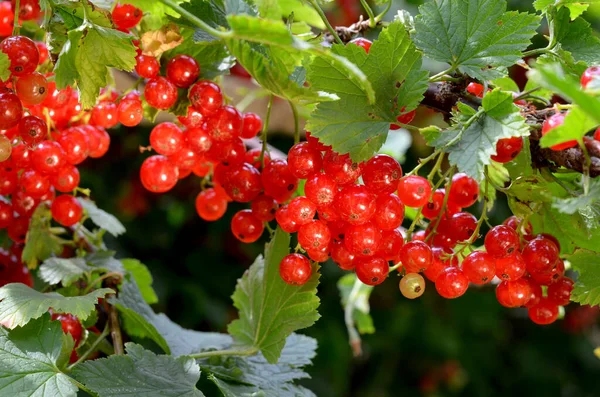 Red Currant Berries Branch Garden — Stock Photo, Image