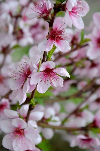 Krásné Růžové Sakura Květiny Jaře — Stock fotografie