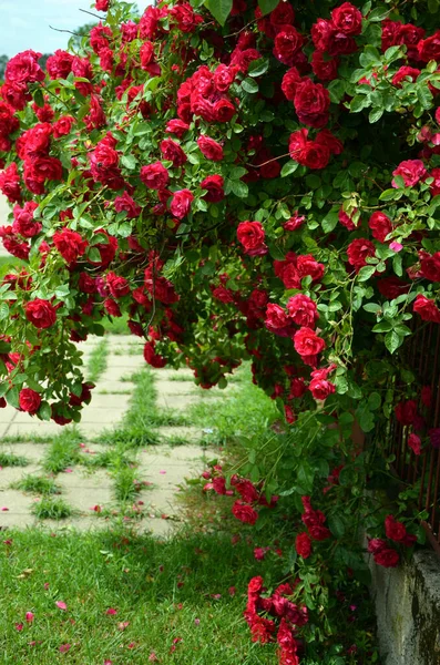 Flores Bonitas Jardim Rosas Vermelhas — Fotografia de Stock