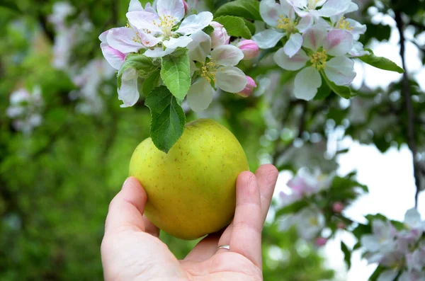 close-up view of hand holding apple in blossoming orchard