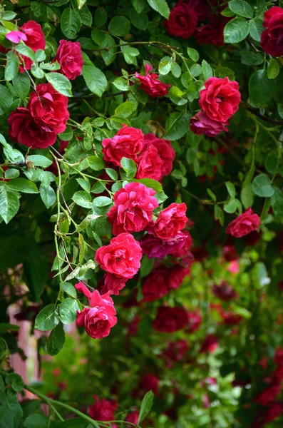 Krásné Růže Zahradě — Stock fotografie